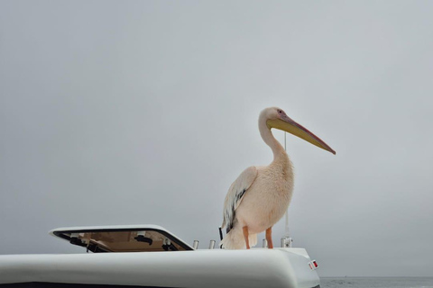 Walvis Bay: Intimate Marine Wildlife Cruise