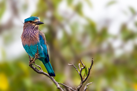 Van Colombo: Yala National Park Safari Tour in een 4x4