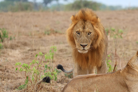 Uganda: Murchison Falls nationalpark