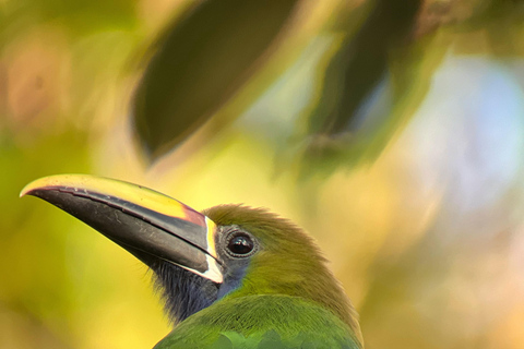 Monteverde: Tour di mezza giornata dedicato al birdwatchingTour di gruppo condiviso