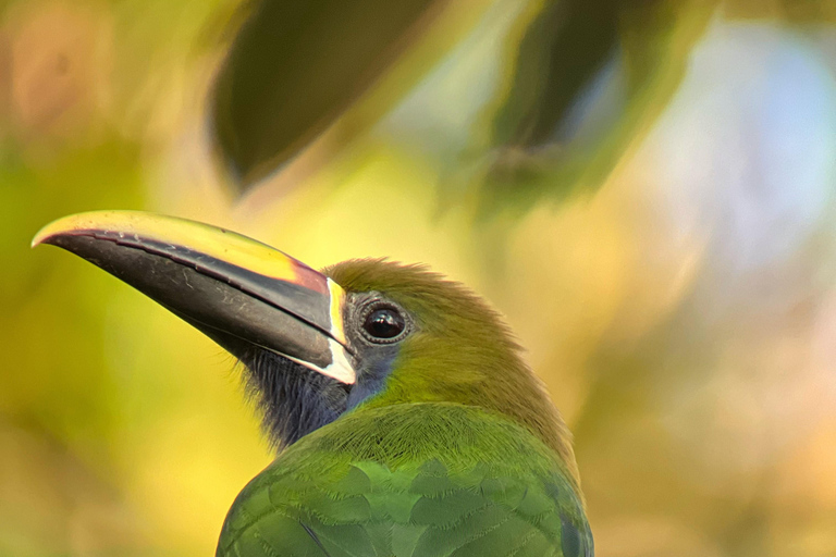 Monteverde: Tour de medio día de observación de avesVisita en grupo compartido