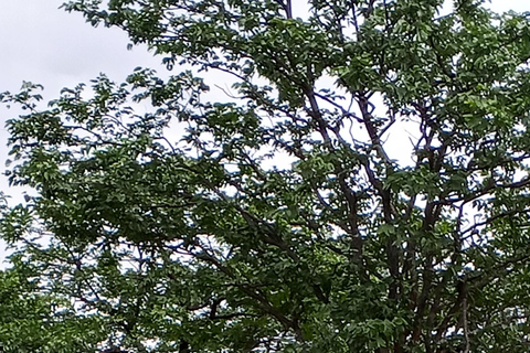 Rhino Guardians Safari: A Guided Conservation Game Drive