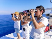 Genoa, Cetacean Watching Cruise with Marine Biologist Guide - Housity
