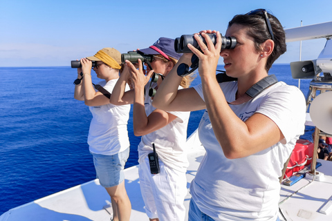 Genoa: Cetacean Watching Cruise with Marine Biologist Guide 4.5 Hour Tour