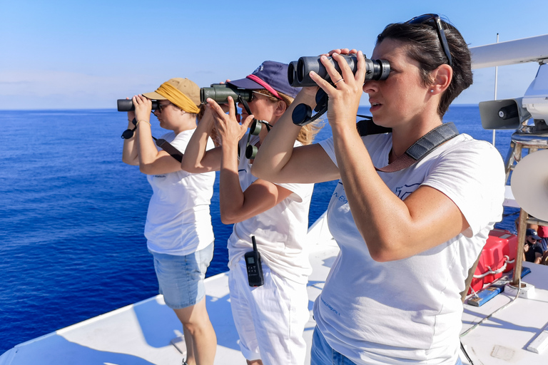 Genoa: Cetacean Watching Cruise with Marine Biologist Guide 4.5 Hour Tour