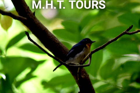 Rain Forest Walk &amp; Bird watching in Kandy (Udawaththa Kale)