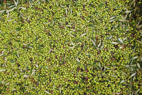 Chania Private Olive Oil Factory and Brewery Tour with Meal