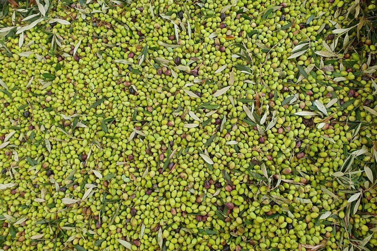 Chania Private Olive Oil Factory and Brewery Tour with Meal