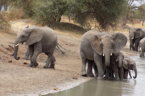 Arusha: safari guiado de 3 días por los parques nacionales