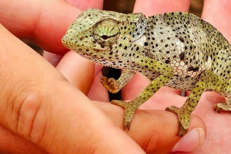 Zanzibar: małpy Jozani, ogród motyli i park gadówTransfer nie jest wliczony w cenę, a opłaty za wstęp pokrywacie sami.