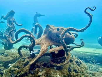 Busselton: Tour di snorkeling sul pontile con sculture sottomarine