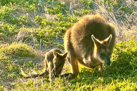 Melbourne: Great Ocean Road Rev Route - Avoid Crowds
