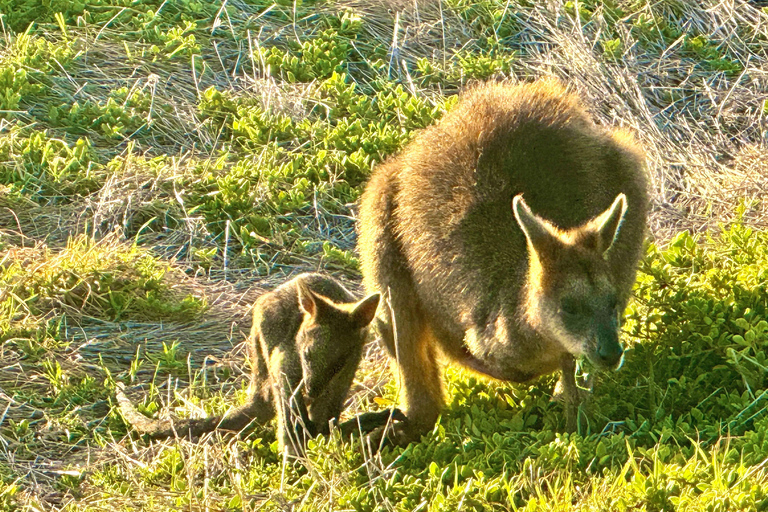 Melbourne: Great Ocean Road Rev Route - Avoid Crowds