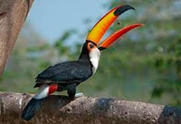 Fantastic jungle 3 days 2 nights - Housity