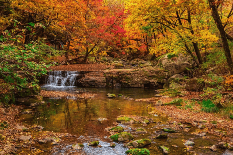 Parco Nazionale delle Foreste di Zhangjiajie: Ingresso con navetta