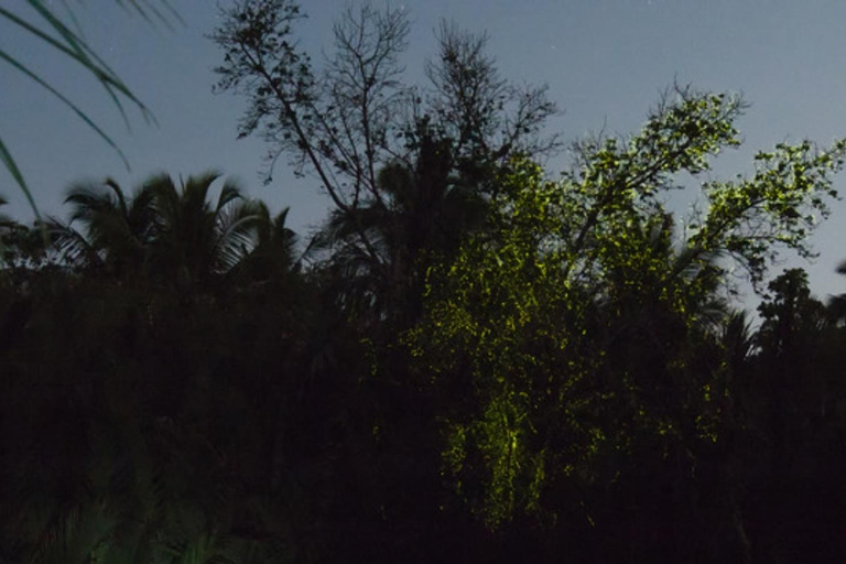 Bohol: Firefly Watching Shared Tour