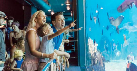 Gold Coast: Sea World Entry Ticket & Scenic Return Cruise