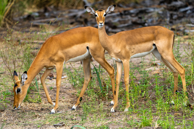 Arusha: 5-Day Joining Safari with Mount Kilimanjaro Day Hike