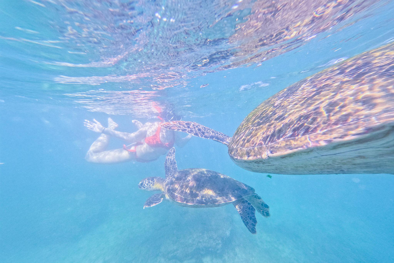 Mirissa: Sea Turtle Snorkeling Tour, GoPro & 100% Guarantee