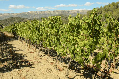 Barcelona: Priorat Wine Tour private &amp; Tastings and Lunch