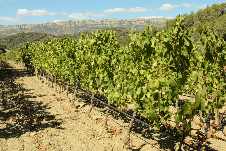 Barcelona: Priorat wijntour privé &amp; proeverijen en lunch