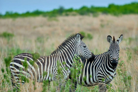 Day tour to Makuyuni Wildlife Park with Maasai village visit