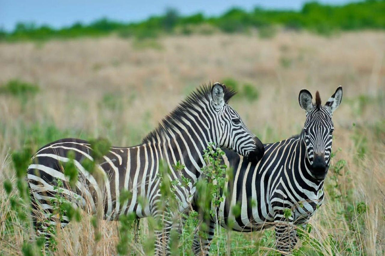 Day tour to Makuyuni Wildlife Park with Maasai village visit