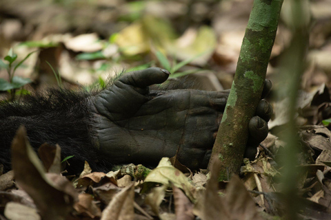 5 Días Ruanda: Volcanes, Lago Kivu, Nyungwe y Nyanza