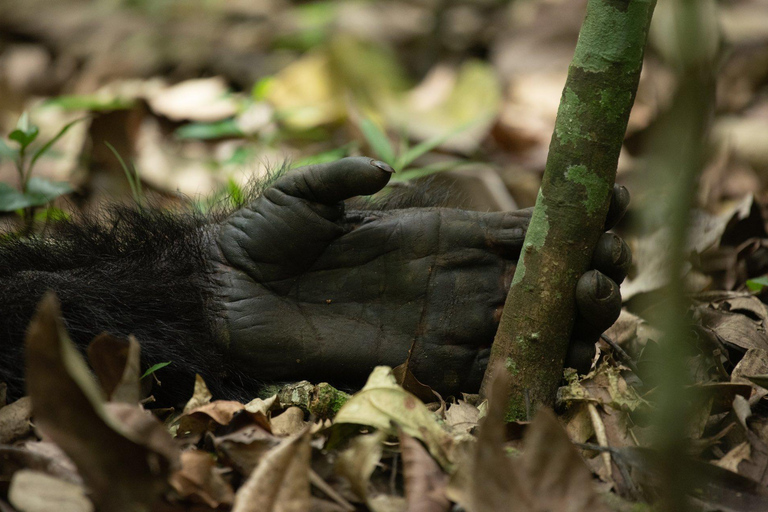 5 Días Ruanda: Volcanes, Lago Kivu, Nyungwe y Nyanza