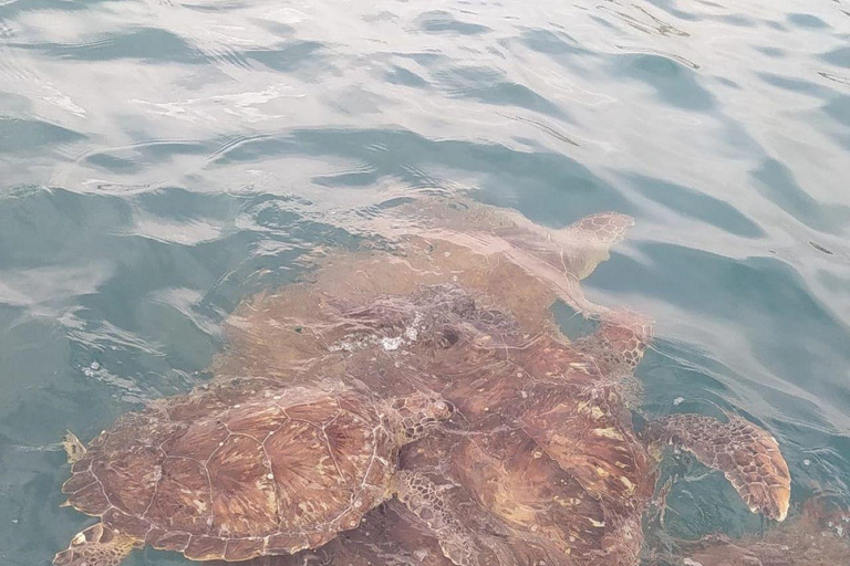 Snorkeling z żółwiami