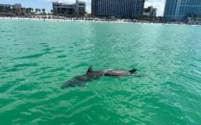 Clearwater Beach: Dolphin and Sandbar Boat Cruise
