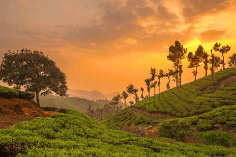 Chiang Mai: Excursão às plantações de chá de Chiang Rai e Doi Mae Salong