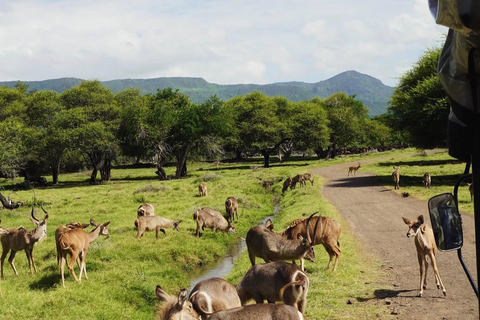 South Discovery :Wild Life Safari at Casela Park with Lunch