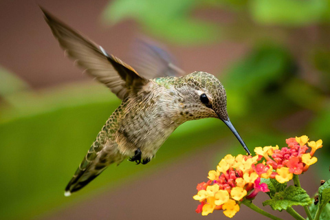 Birdwatching in Cusco || Tour Hummingbirds Observatory ||Cusco Birdwatching | Sacred Garden Hummingbirds Observatory