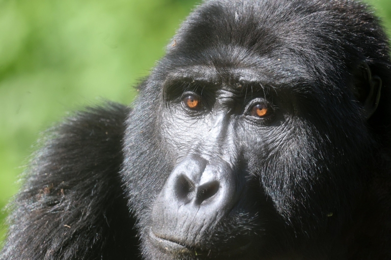 Bwindi, Gorilla Tour vanuit Kigali, met Lake Mutanda - 3 dagen
