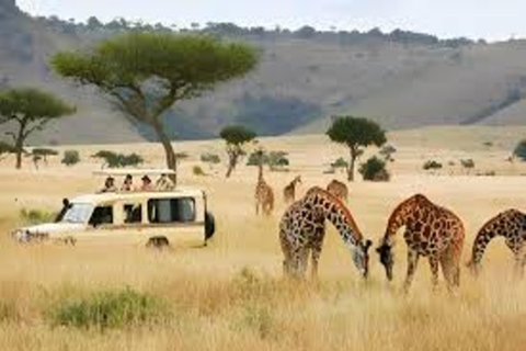 Nairobi: 5-Day Lake Nakuru, Lake Elementaita & Masai Mara …