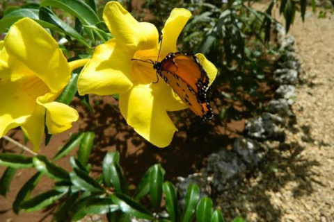 زنجبار: جولة في المدينة الحجرية وغابة جوزاني ومركز الفراشاتهذا الخيار، الاستقبال من فنادق المدينة
