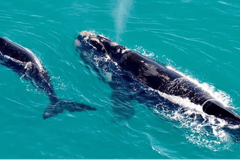 Cape Town to Hermanus Whale Watching Day Tour