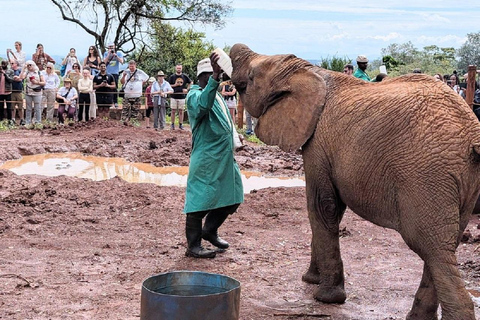 Parco nazionale di Nairobi, orfanotrofio degli elefanti e centro delle giraffeParco Nazionale di Nairobi, DSWT e Centro delle Giraffe senza ingresso