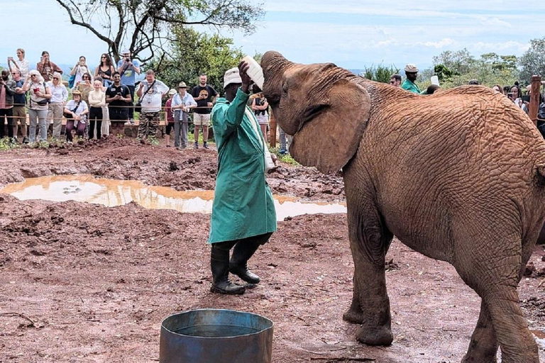 Parco nazionale di Nairobi, orfanotrofio degli elefanti e centro delle giraffeParco Nazionale di Nairobi, DSWT e Centro delle Giraffe senza ingresso
