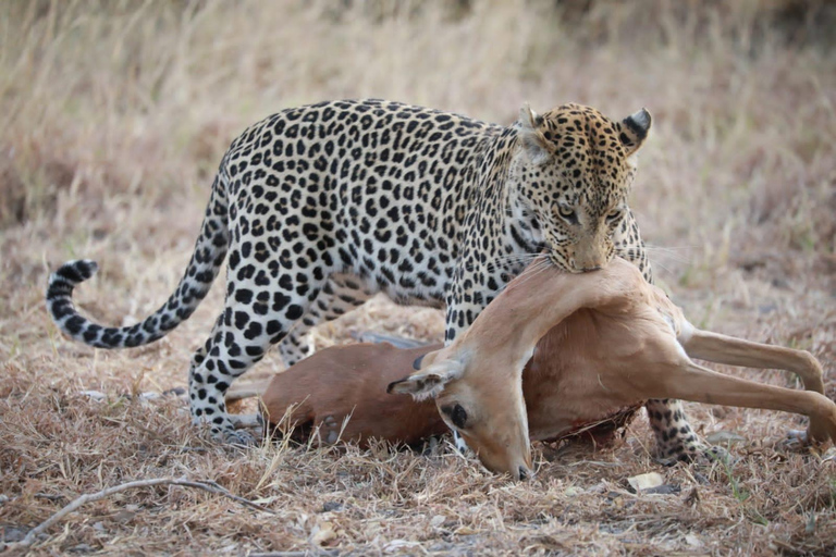 Excursión de un día a Chobe