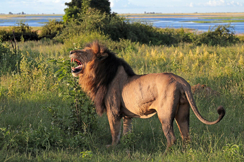 Chobe Safari from Victoria Falls: Game Drive & Cruise