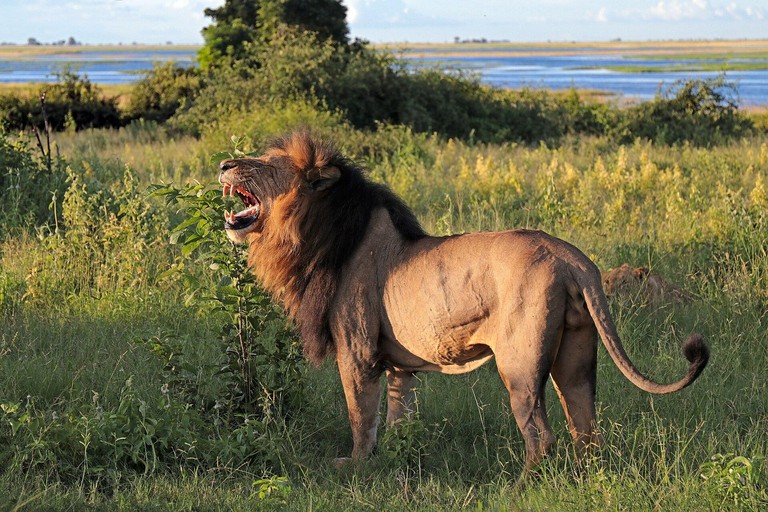 Chobe Safari from Victoria Falls: Game Drive & Cruise