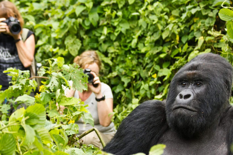 Rwanda 2-day Gorilla Trekking & Dian Fossey Tomb Visit