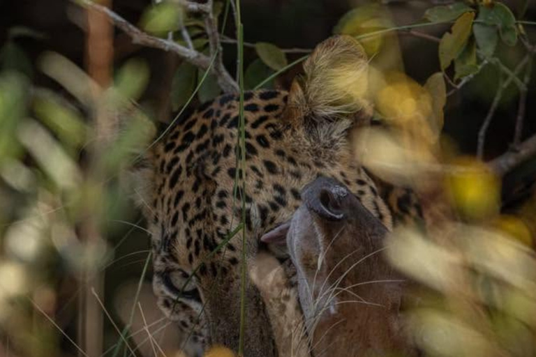 From Bentota: All Inclusive Yala National Park Jeep Safari Mirissa/Weligama/Matara/Tangalle: Yala Leopard Safari