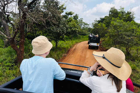 Pasikudah: Minneriya National Park Safari (half day tour)
