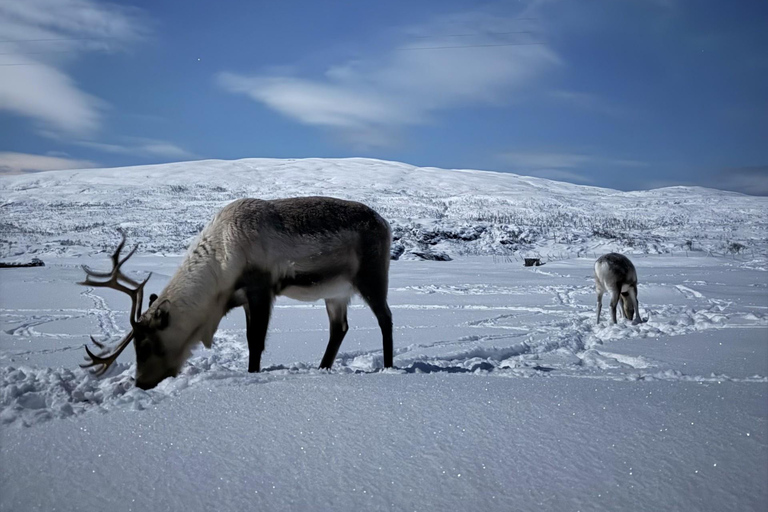 Tromsø: Exclusive Sámi Reindeer Experience with herders