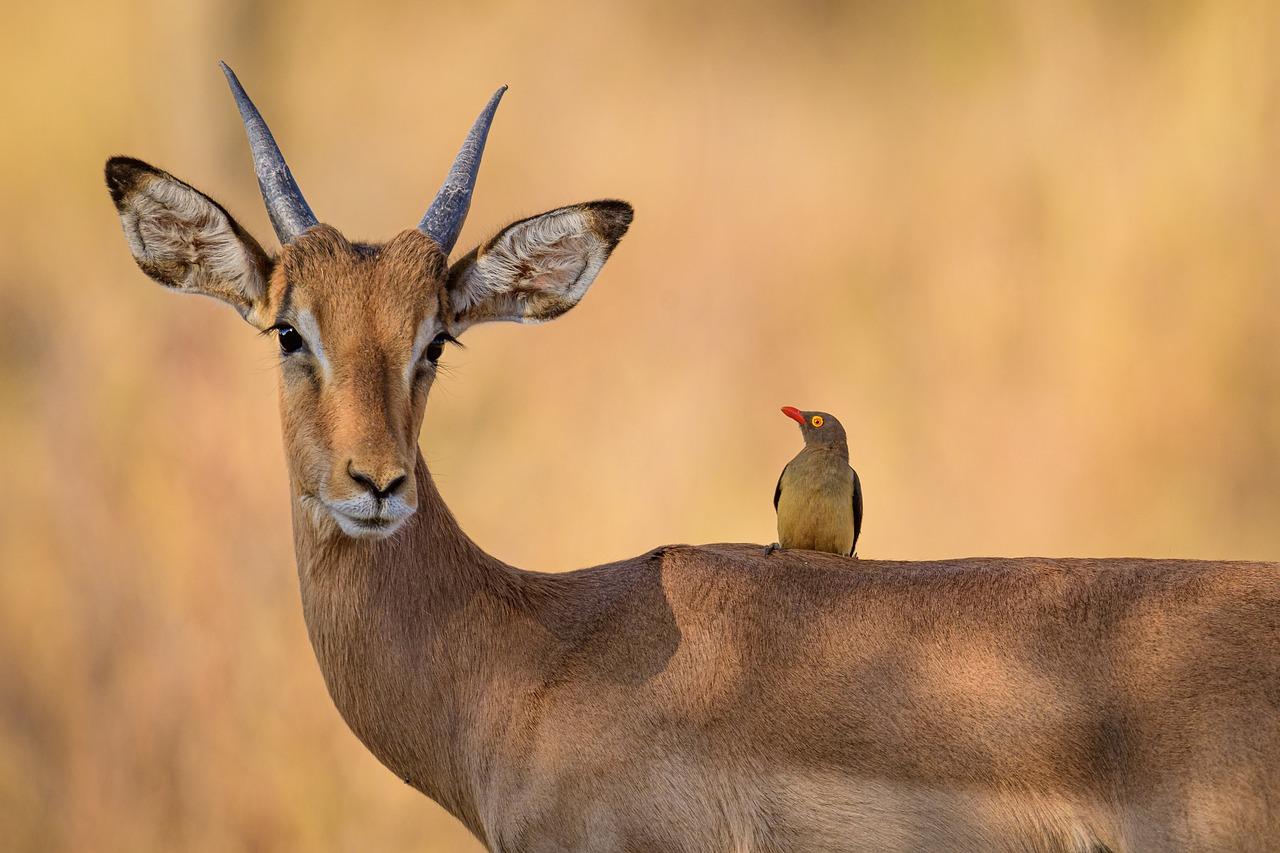 Klassische Tagestour: Zugtransfer zum Mikumi National Park