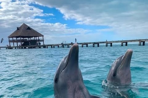 Catamaran at El Meco Reef: Dolphin watching, snorkeling, and beach