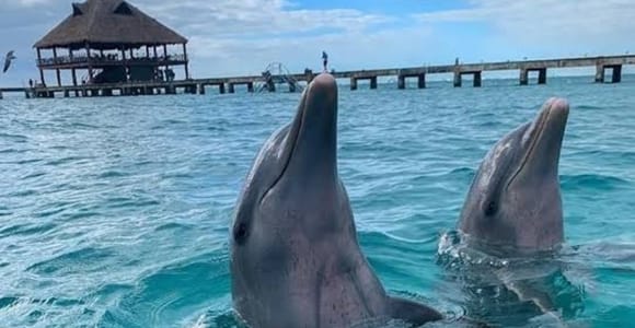 Catamaran at El Meco Reef: Dolphin watching, snorkeling, and beach